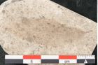 Foto (Detailansicht) von Quercus palaeoilex Ettingshausen (NHMW-GEO-2024-0188-8101)